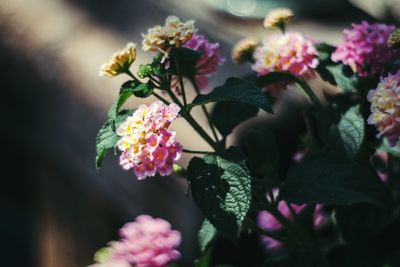 Close-up of pink flower