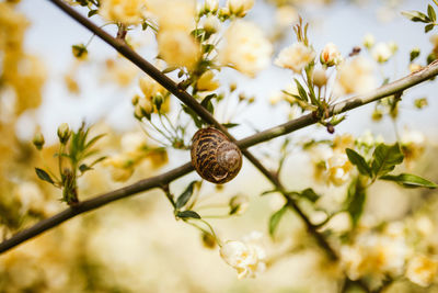 Close-up of flowering plant against tree branch