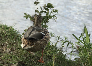 View of a bird in lake