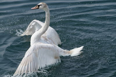 Swan swimming in sea