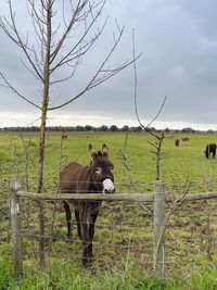 Horse standing in a field