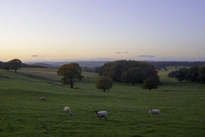Sheep grazing in a field