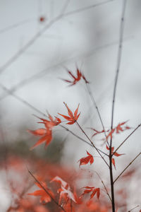 Close-up of plant during autumn