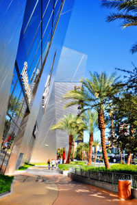 Palm trees and skyscrapers in city