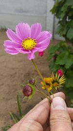 Cropped hand holding pink flower