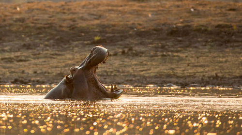 Turtle on field