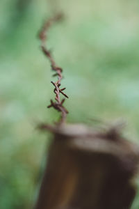 Close-up of plant against blurred background