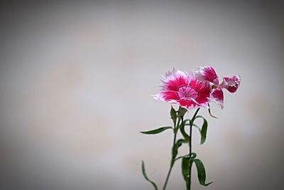 Close-up of pink flowers blooming outdoors