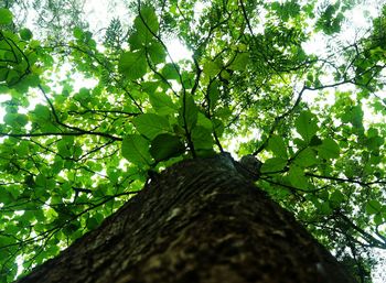 Low angle view of tree in forest