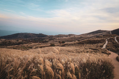 Scenic view of agricultural field against sky