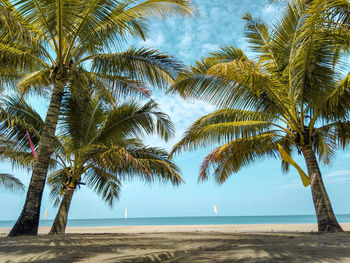 Palm trees on beach against sky