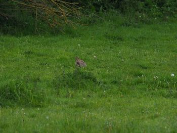 View of a bird on field