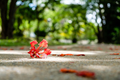 Close-up of red maple leaf on street