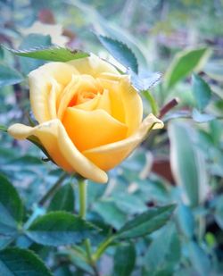 Close-up of yellow rose blooming outdoors