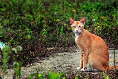 Cat looking away