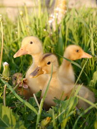 Close-up of duck in grass