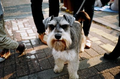 Low section of dog on leash surrounded by people