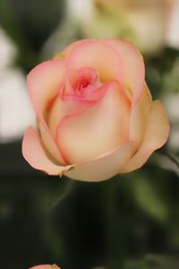 Close-up of pink rose