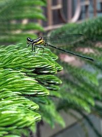 Close-up of dragonfly on leaf