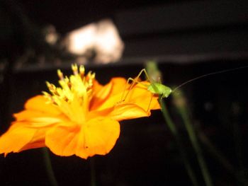 Close-up of butterfly pollinating on yellow flower