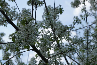 Low angle view of tree against sky