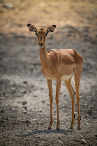 Female common impala stands staring at camera