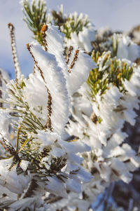 Close-up of frozen plant during winter