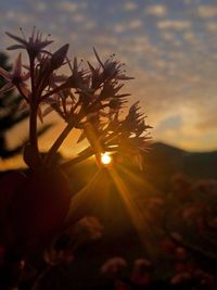Close-up of flowering plant against sunset sky
