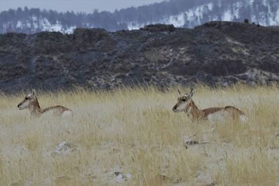 Pronghorn antelope in yellowstone national park