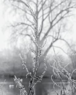 Close-up of bare tree