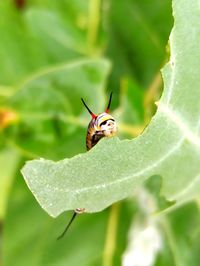Close-up of insect on flower