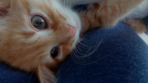 Close-up portrait of a cat