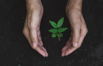 Directly above of hands with small plant on field 