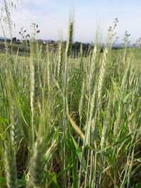 Scenic view of wheat field against sky