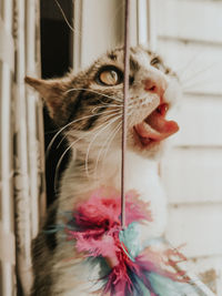 Close-up of cat looking down