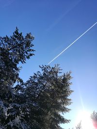Low angle view of tree against clear sky