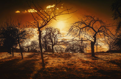 Silhouette trees against sky during sunset