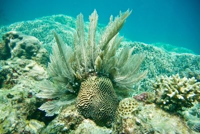 Close-up of fish underwater