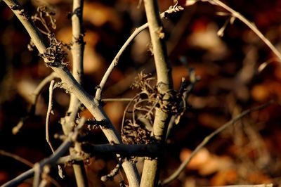 Close-up of twigs