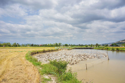 Scenic view of agricultural field against sky