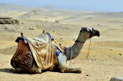 Panoramic view of a desert