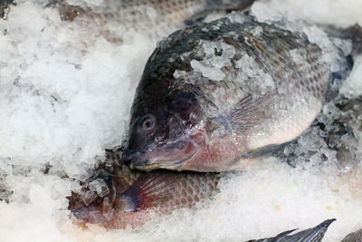 Close-up of fish on ice at market stall