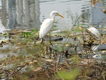 View of birds in lake