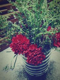 Close up of red flowers