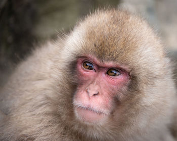 Portrait of a monkey