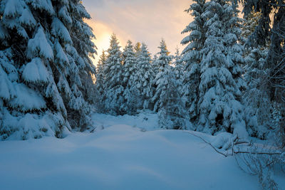 Snow covered pine trees in forest during sunset