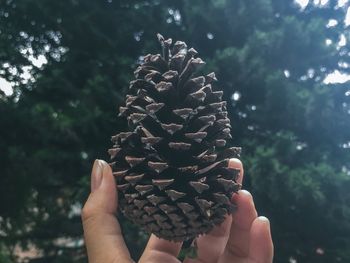 Close-up of hand holding pine cone against trees