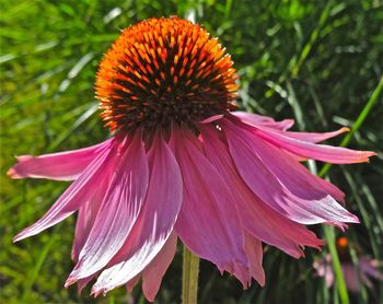 Close-up of pink flower