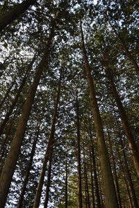 Low angle view of trees in forest