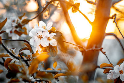 Close-up of beautiful vintage sakura tree flower in spring